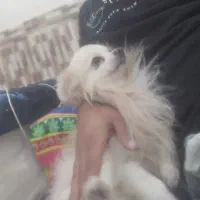 فروش سگ پامر اصیل پاکوتاه پشمالو|سگ|رامشیر, |دیوار