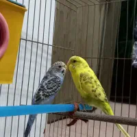 جفت مرغ عشق جوان|پرنده|بهبهان, |دیوار