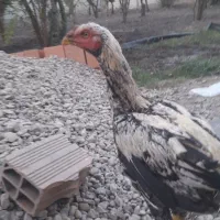 فر وش خروس لاری|حیوانات مزرعه|گرگان, |دیوار