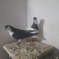 کبوتر جفت وپرشی