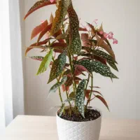 بگونیا خالدار ببری پشت قرمز معروف به گل گیاه عروس