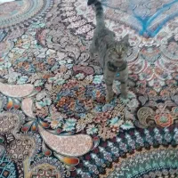 گربه خانگی ماده|گربه|اردبیل, |دیوار