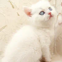 بریتیش خالص بلو و سفید