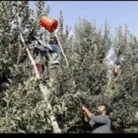 کارگر چیدن سیب هستیم اکیب کامل هستیم