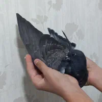 یک جفت جوجه کبوتر پرشی قاره و سرور|پرنده|ملارد, |دیوار