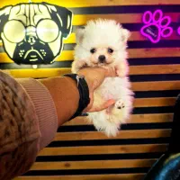 Pomeranian Original /// پامرانین خرسی اصل