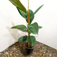 گل های آپارتمانی|گل و گیاه طبیعی|شاهین‌شهر, عطار|دیوار