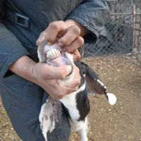 بزبزغاله داردوقلو|حیوانات مزرعه|علی‌آباد کتول, |دیوار