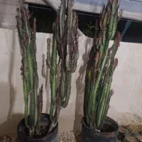 فروش کاکتوس افوربیا