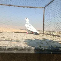 کفتر پلاکی رنگ باز