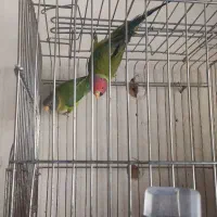 طوطی کله فندوقی|پرنده|یزد, |دیوار