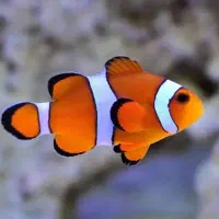 Ab sh orشقایق موکتی و کلارکی ابشورmm