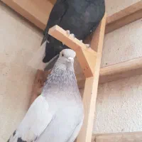 کفتر ماده دم سفید|پرنده|شیراز, صنایع الکترونیک|دیوار