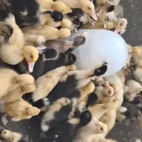 جوجه اردک پکنی