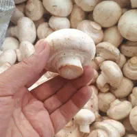 آموزش و مشاور پرورش قارچ خانگی و صنعتی