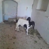 بز و بزغاله