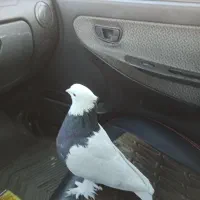 طوقی عطیقه|پرنده|مبارکه, |دیوار