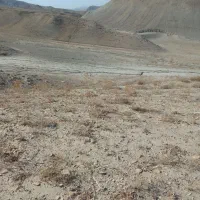 زمین‌کشاورزی‌دیمه‌زار