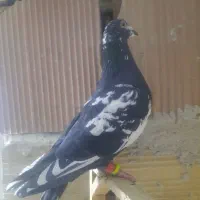 کبوتر|پرنده|شیروان (خراسان), |دیوار