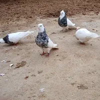 الماسی