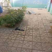 دوعددسگ پاکوتاه خواهربرادرفروشی مودار