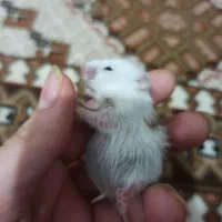 همسترمینیاطوری و دستی