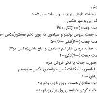 فروش دو جفت عروس هلندی و یک جفت طوطی برزیلی|پرنده|مشهد, ادیب نیشابوری (شهرک غرب)|دیوار