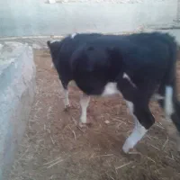 گوساله ماده