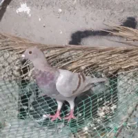 کبوتر پلاکی|پرنده|برازجان, |دیوار