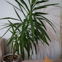 گل یوکا باگلدان سرامیکی