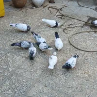 کبوتر فروشی|پرنده|آبدانان, |دیوار