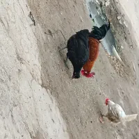 دوعدد مرغ تخم گذار ویک عددخروس گلپایگانی|حیوانات مزرعه|اهواز, گلدشت|دیوار