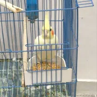 طوطی عروس|پرنده|رشت, کوی حسینی|دیوار