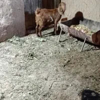 یک عدد کره نر پا کستانی