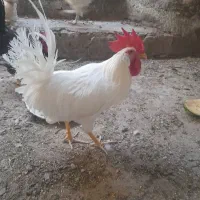 خروس جوان تازه شروع به خوندن کرده