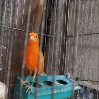 قناری نر سرخ