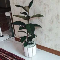 گیاه فیکوس الاستیکا سبز آپارتمانی