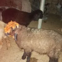 بره بختیاری|حیوانات مزرعه|شیراز, احمدآباد|دیوار