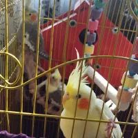 ۳ عدد عروس هلندی