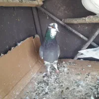 کبوتر تهرانی|پرنده|خاوران, |دیوار