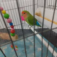 طوطی برزیلی اهلی