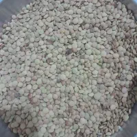 عدس|خوردنی و آشامیدنی|شباب, |دیوار