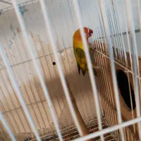 کوتوله نژاد یووینگ گلد