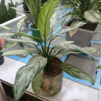 گل اگنما برفی|گل و گیاه طبیعی|اسدآباد, |دیوار