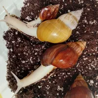 حلزون های کلکسیونی آفریقایی