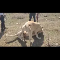 سگ عراقی|سگ|مشگین شهر, |دیوار