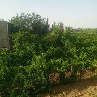 باغ و باغچه انگور ۱۰۰۰متری و... در تاکستان|فروش زمین و ملک کلنگی|تهران, آشتیانی|دیوار