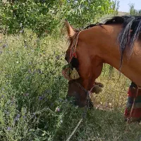 اسب مادیون آبستن و کره نر