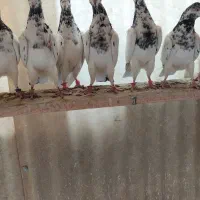 تیدی پاکستانی جانسیره|پرنده|اصفهان, عاشقآباد|دیوار