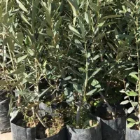 بادام جی آن و رویشی ....|خدمات باغبانی و درختکاری|شیراز, بهارستان|دیوار